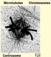 microtubules spindle fibers
