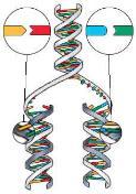DNA must separate DNA copies correctly to 2 daughter cells human cell duplicates ~1-2