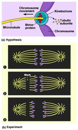 double-stranded 2 single-stranded Chromosome movement Kinetochores use motor proteins