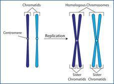 Chromosome structure 2 identical arms CHROMATIDS CENTROMERE constricted area holds