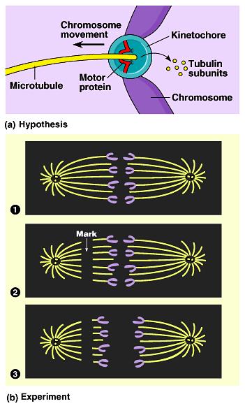 Chromosome movement Kinetochores use motor proteins that walk chromosome along