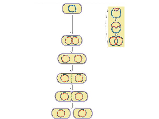 Evolution of mitosis Mitosis in eukaryotes likely evolved from binary fission in bacteria u single circular chromosome u no membranebound