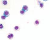 Monocytic cells CD14