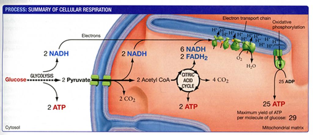 (Frm "Bilgical Science" by Sctt Freeman, Benjamin Cummings, 2011) Creatine phsphate (als called phsphcreatine) can be used t make ATP during muscle cntractin (shwn n page 2 f the Student Handut).