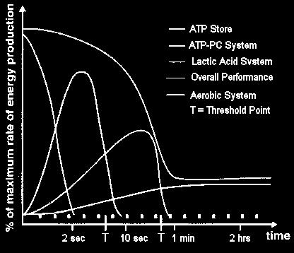 Increased capacity fr aerbic respiratin reduces the need fr anaerbic fermentatin; this cnserves glycgen stres and prevents the prductin f lactic acid, thus delaying fatigue and increasing endurance.
