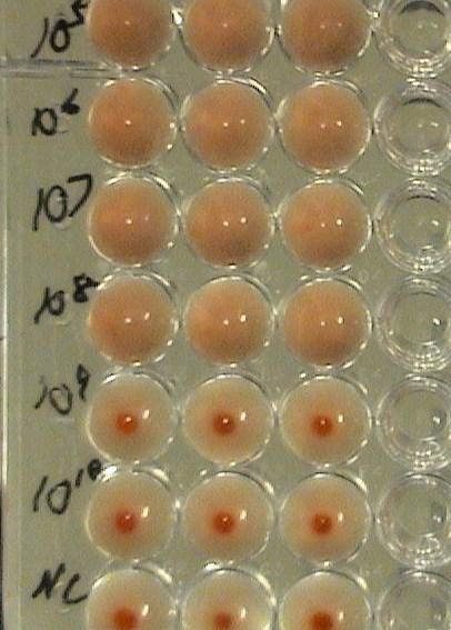 Interpretation of Hemagglutination Assay A positive HA result forms a lattice at the bottom of a well Red blood cells (RBCs) attach to virus particles, preventing the red blood cells from