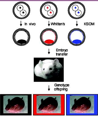 Important mouse studies Ovarian stimulation decreases the oocyte and embryo quality in mice. Ertzeid and Storeng, J. Reprod. Fertil.