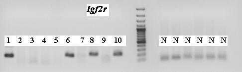 Classical bisulfite sequencing of LD products from 10 oocytes: Igf2r Igf2r DMR2