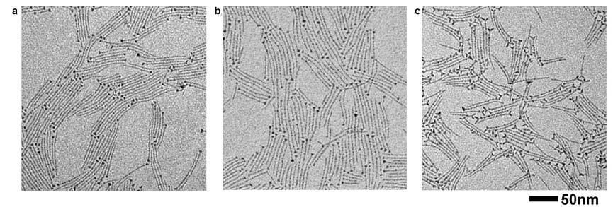 Figure S8. (a) - (c) Typical TEM images of the Mg-doped ZnO ultrathin nanowires from the reaction starting with 40 mol% of Zn(St) 2 and additional 0.