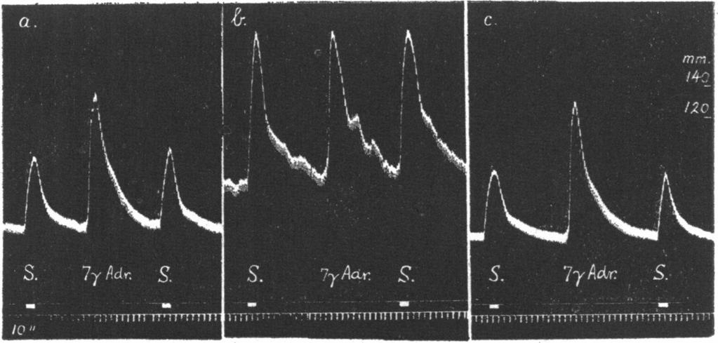 6 is taken there was no diminution of the response during 40 mi. infusion at a rate of 0-015 mg./min. The response remained increased about 90-100 min. in height as in Fig. 6 (e).