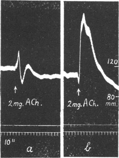 (B) Same experiment as (A), pressor effects of 0x6 mg. acetylcholine injected at '10 min. intervals. Between (b) and (c) 0-03 mg.