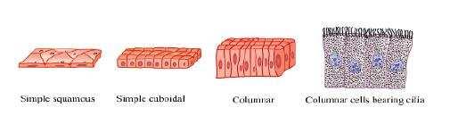 (v) Glandular epithelium:it consists of columnar or cuboidal cells involved in the secretion of substances.