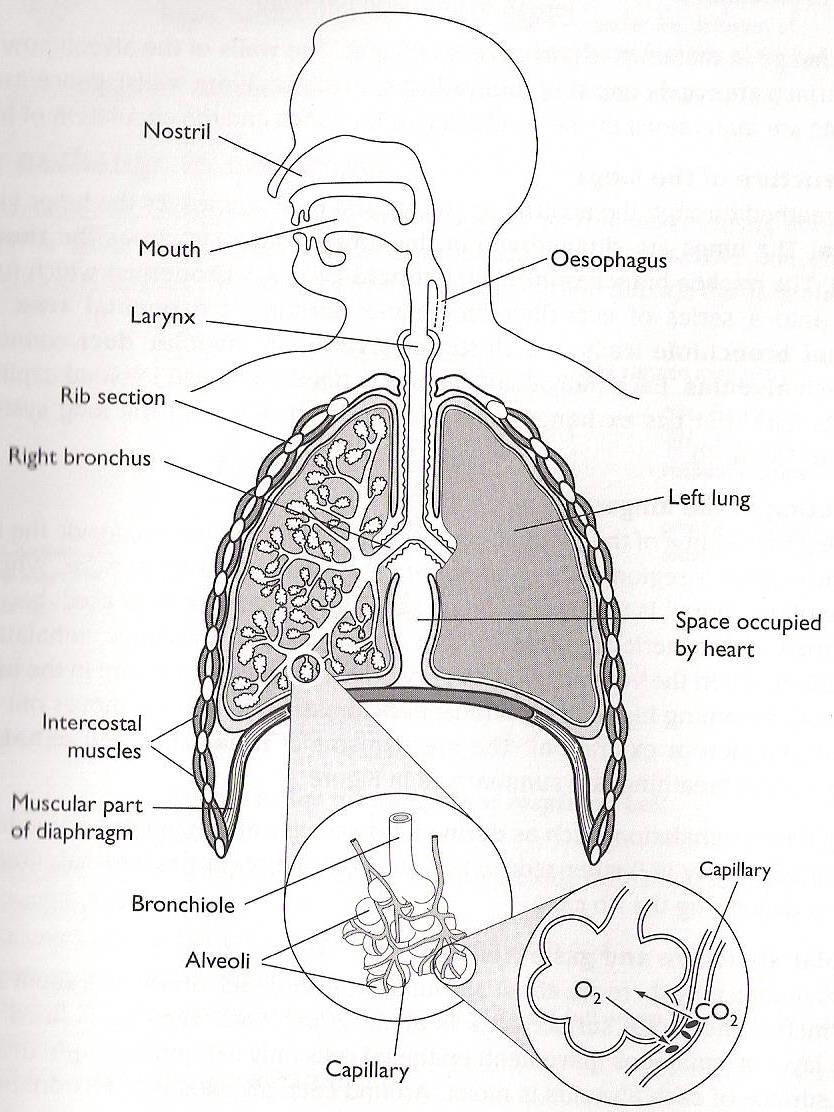 Label your diagram: /Nasal passageway