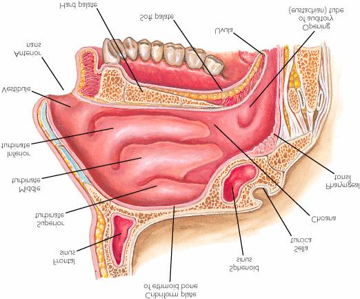 Nasal Cavity: Contains cilia