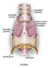 Epiglottis: Covers the glottis (opening of trachea)