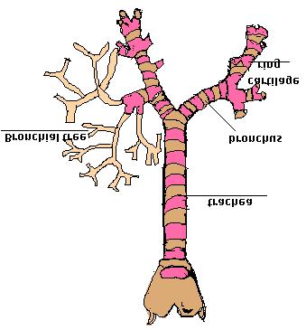 Bronchi: Also contain cartilage Branch to L and R lungs Bronchioles: No cartilage Smooth muscle in walls of bronchioles (like arteries) that
