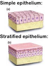 1. Epithelial Tissue (Epithelium) Thin sheets of tightly packed cells covering surfaces and lining internal organs Types of Epithelial Tissue (By Cell Arrangement): Simple epithelium: A