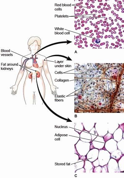 Loose Connective Tissue (A) Blood cells (B) Areolar Connective Tissue (Layer under skin) cells + fibers in a jellylike matrix