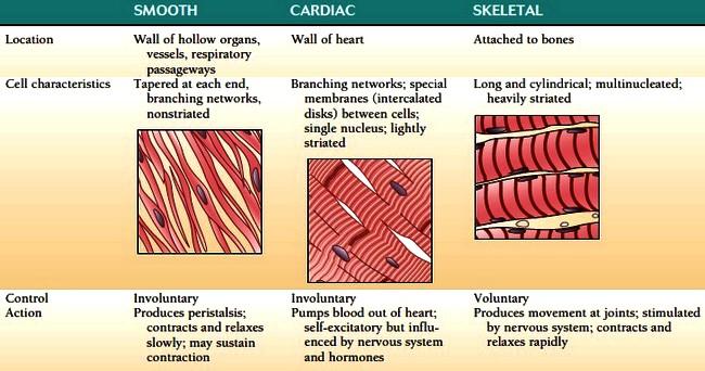 3. Muscle Tissue Smooth Cardiac Skeletal Walls of organs & blood vessels Spindle-shaped, nonstriated Wall of heart Branching, intercalated disks, single nucleus, lightly