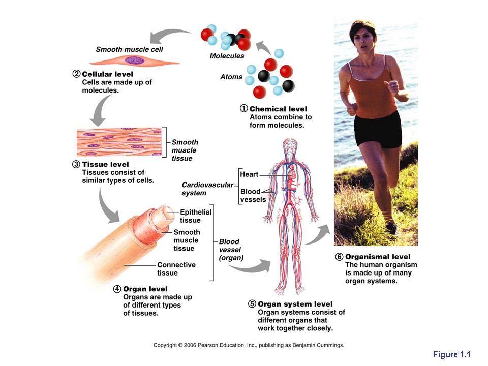 Levels of Organization in the Human Body cell Similar types of cells Tissue