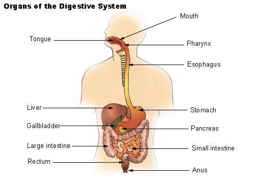 Organ System A system of one or more highly specialized organs and structures that work together to do basic functions (to