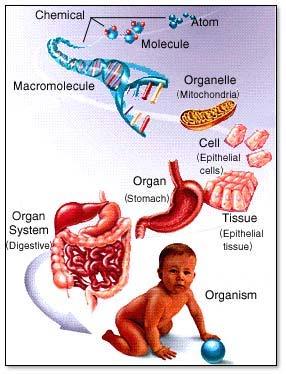 Organism An organism has several
