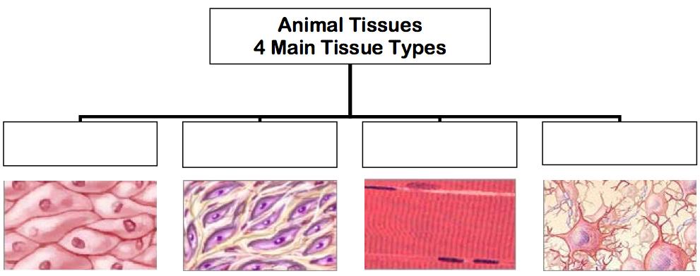 4 Main Tissue Types Epithelial Tissue