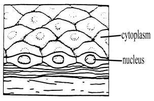 Simple squamous epithelium Description: Single layer of flattened cells