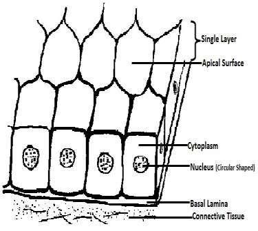 Simple cuboidal epithelia Description : Single layer of cubelike cells with large, spherical central nuclei.