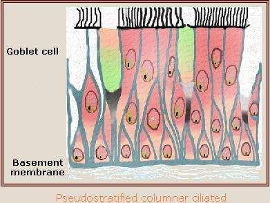 Pseudo stratified columnar epithelia Description: Single cell layered, all cell attach to the basement membrane but not all reach the