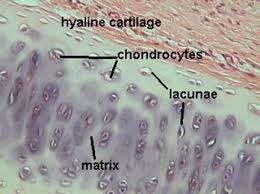 Cartilage: Hyaline Description: Amorphous but firm matrix; chondroblasts produce the matrix and when mature lie in lacunae.