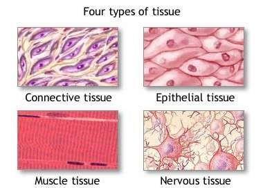 Classification of Tissues Human body is composed of 4 basic types of