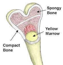 Bone Description: Hard, calcified matrix containing many collagen fibers. Very well vascularized.
