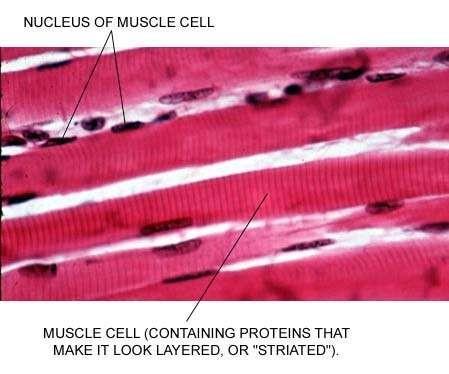 Skeletal Muscle Tissue Description: Long striated cells with multiple nuclei.