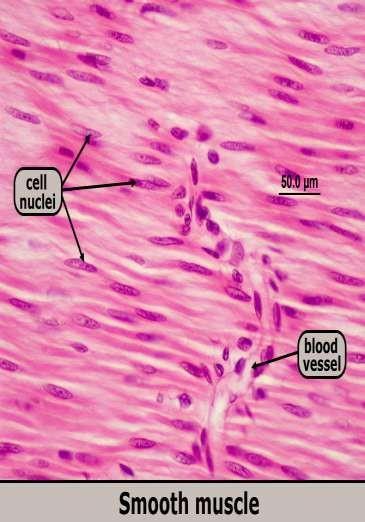 Smooth Muscle Tissue Description: Long, spindleshaped cells, each with a single nucleus.