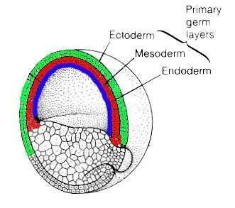 Origin of Tissue A fertilized egg divides to produce 3 primary germ