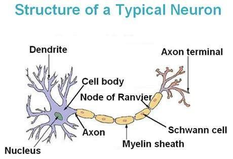 Neuron Description: Neurons are branching cells; cell processes that may be quite long extend from the nucleus-containing cell body.