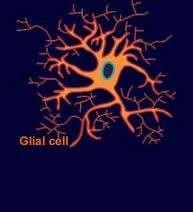 Glial cells Glia carry nutrients, speed repair,