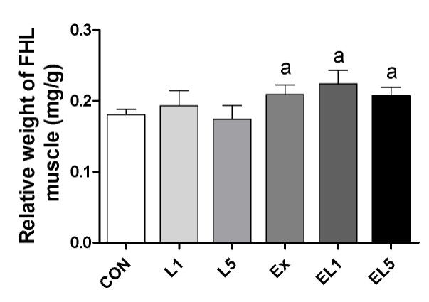 34 Different dose of leucine ingestion with resistance training in rat Fig. 3.