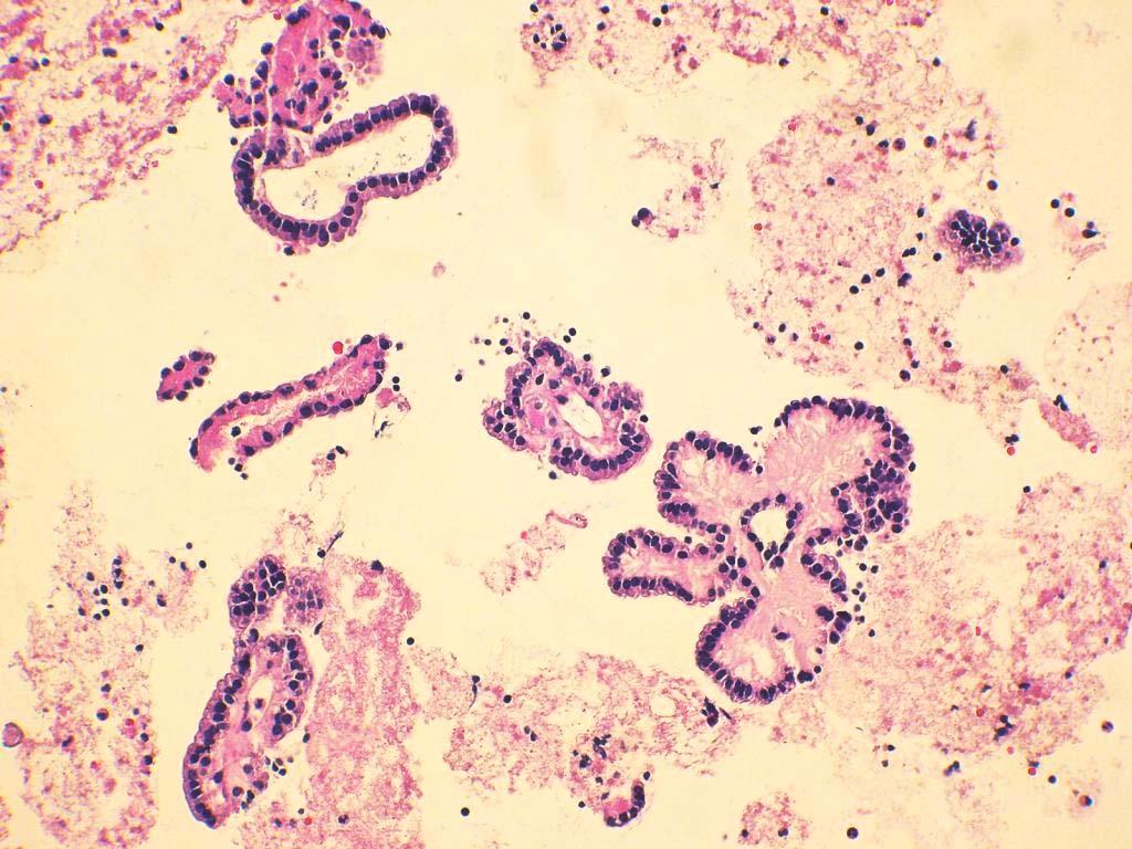 FNA Cell