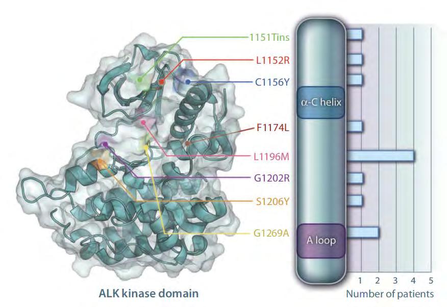 Many Different ALK Resistance Mutations