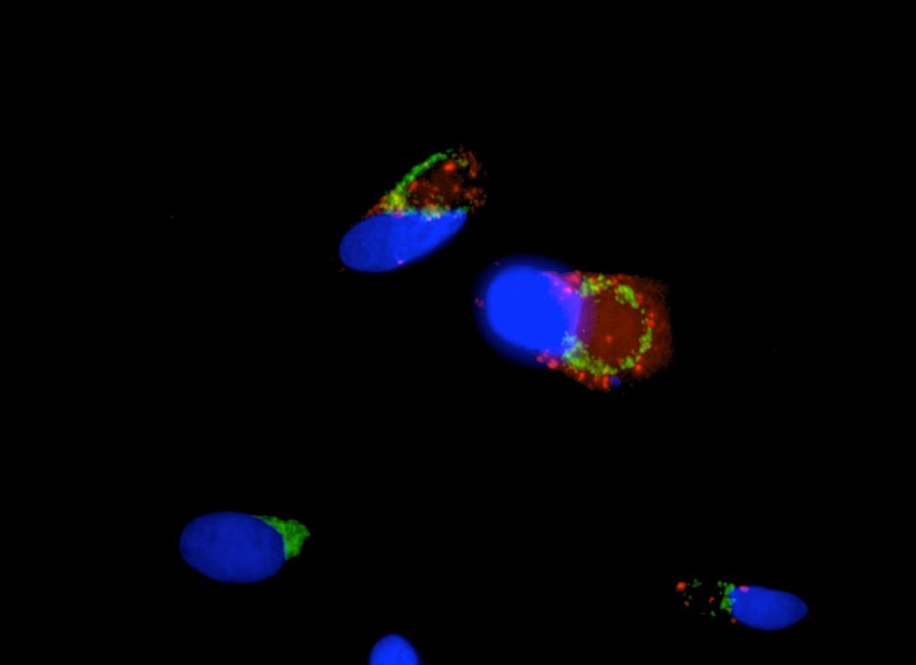Images are shown that represent staining with anti- GM130 (shown in green), DAPI (shown in blue), and anti- 3D polymerase (shown in red).