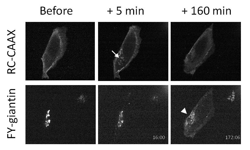 (C) HeLa cells were transfected with plasmids encoding FY-giantin (bottom) and RC-CAAX (top) and then were left untreated or were treated with rapamycin