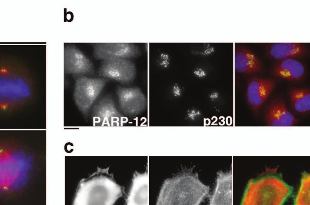 PARPs A) Interphase and mitotic HeLa cells were stained with antibodies against the indicated PARP