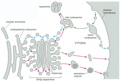 The intracellular compartments of the eucaryotic cell involved in the