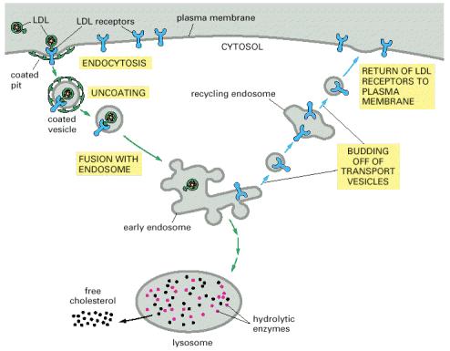 endocytosis of LDL
