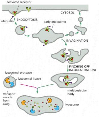 The sequestration of endocytosed proteins