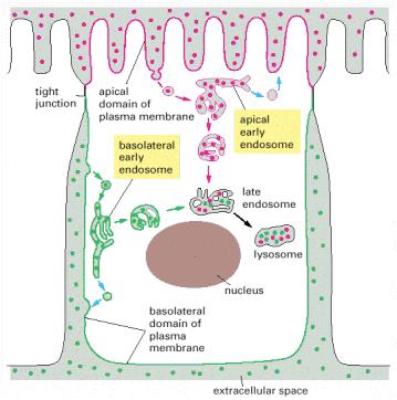 Epithelial cells have two distinct early endosomal compartments but a common late endosomal compartment Apical The