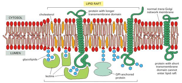 Model of lipid rafts in