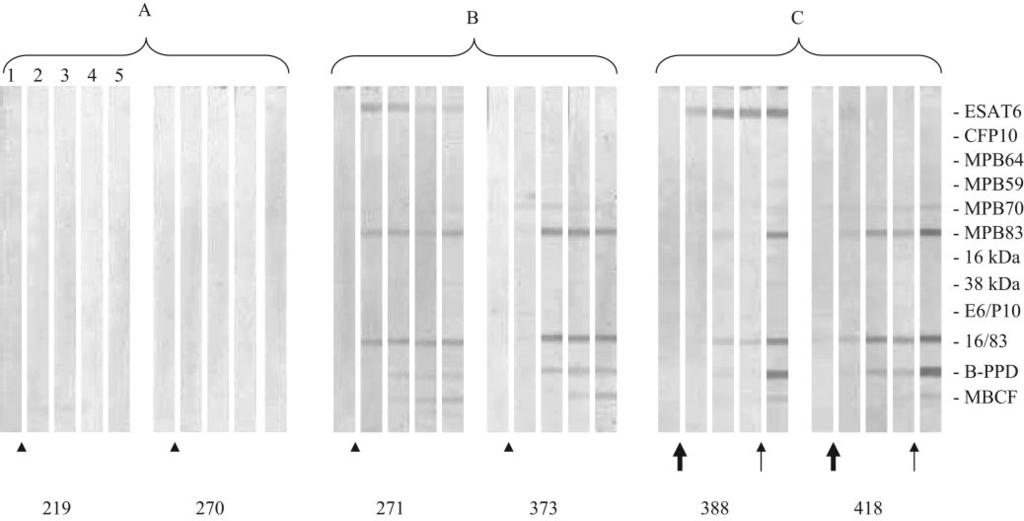 392 PALMER ET AL. CLIN. VACCINE IMMUNOL. FIG. 3. Antibody responses to recombinant antigens detected by multiantigen print immunoassay in cattle that were experimentally inoculated with M. bovis.
